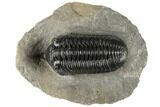 Morocconites Trilobite Fossil - Nice Eye Facets #197129-1